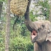 2023 feiert der Burgers Zoo in Arnheim, welcher heute über eine Million Besucher im Jahr zählt, sein 110-jähriges Bestehen